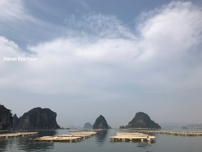 Oyster farm in Bai Tu Long