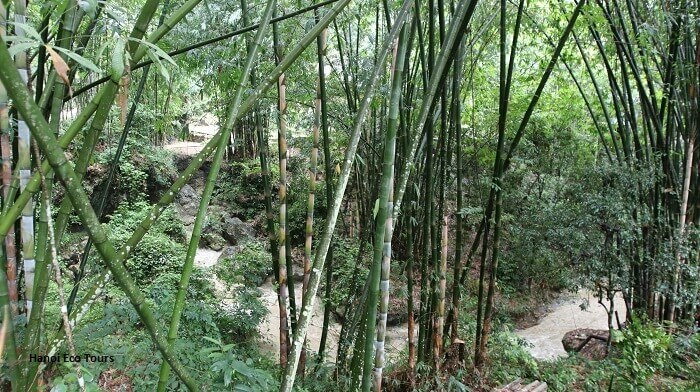 Bamboo range in Mai Chau