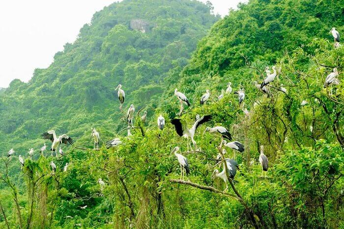 Thung Nham Bird Garden in Ninh Binh