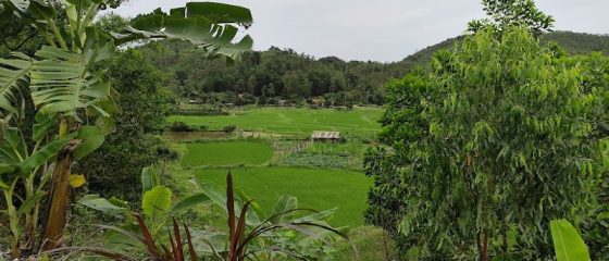 Rice field in Ban Sen