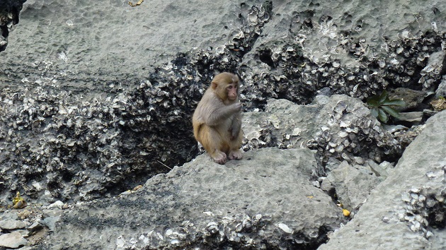 Halong bay monkey